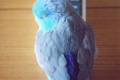 Pikna rzadka mutacja odogowana niebieska dziewczynka papuga gotowa do wyjcia.