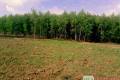 dziaka budowlana 6000m2