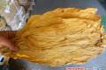 Sprzedam liscie (strip ) virginia burlay blend !! TANIO SPRZEDAM LISCIE / Krakw 507701901