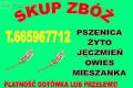 Zyto i pszenice