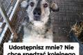 Dinks - przyjazny, rodzinny szorciak! 