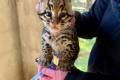 Kocita Ocelot i Savannah z piknym Karakalem