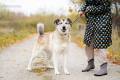 Chase - pies idea szuka domu od zaraz! 