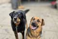 Misia i Whisky - jak ogie i woda, super sunie do adopcji! 