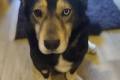 Minihusky, miastowy, wychowany CORGI mix