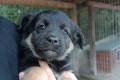 Sali - 8 tygodniowa, wesoa sunia SZCZENIAK adopcja